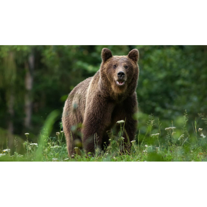 Informovanie občanov o zvýšenom pohybe medveďa hnedého v okolitých lesoch!!!